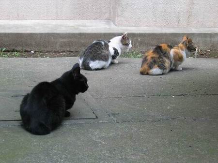 豊玉浴場(練馬区)周辺/猫三匹/060917.JPG